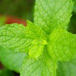 スペアミントの効能効果は?ハーブティーを飲み続けた体験談と名前の由来や香りの特徴