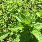 ミントの寄せ植えで相性のいい種類のハーブは?土や仕切りはどうする?他のハーブについてもまとめてみました