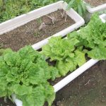 スペアミントの育て方!プランターのサイズは?寄せ植えは仕切りが必要?