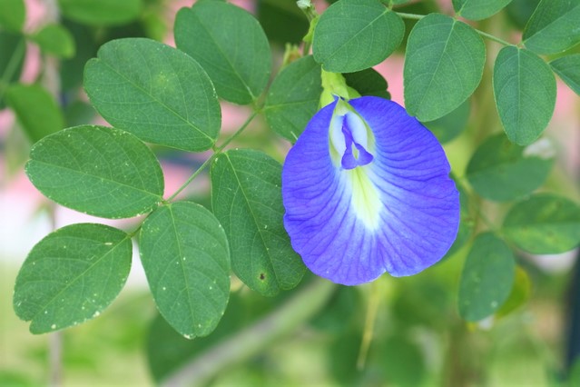 バタフライピー,青い花