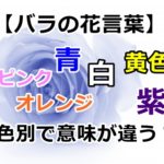 【バラの花言葉】赤、ピンク、青、白、オレンジ、黄色、紫は色別で意味が違う?