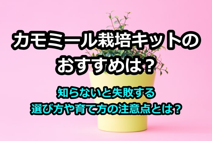 カモミール栽培キットのおすすめは 知らないと失敗する選び方や育て方の注意点とは ハーブティーいろは