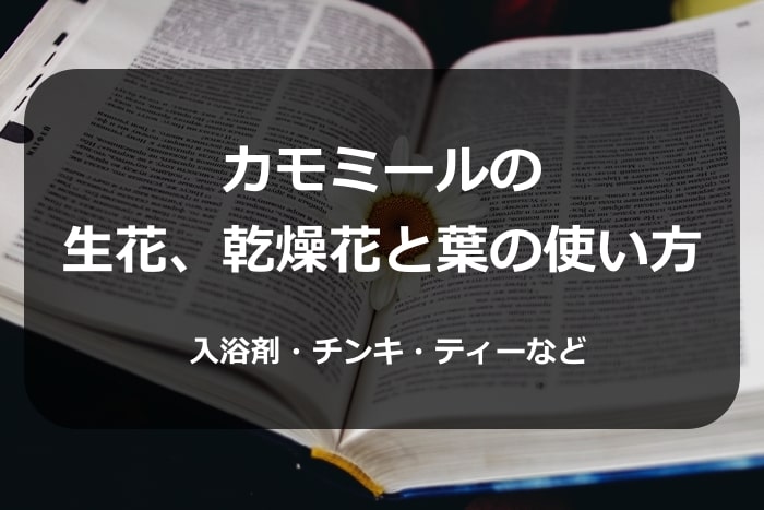 カモミールの使い方 生と乾燥では葉や花の用途は違う ティーやチンキ お風呂にも使える ハーブティーいろは