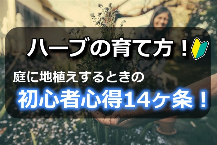 ハーブの育て方 庭に地植えするときの初心者心得14ヶ条 ハーブティーいろは