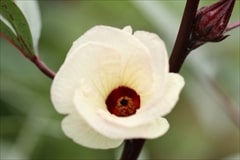 ローゼル（Hibiscus sabdariffa）の花。中心が濃い赤で、花びらはクリーム色