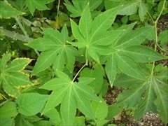 甜茶（甜葉懸鉤子／Rubus suavissimus）の葉。手のひらのように切れ込んでいる