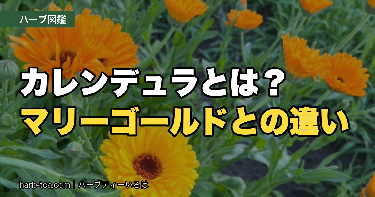 カレンデュラとは？園芸店のマリーゴールドとは別ものです