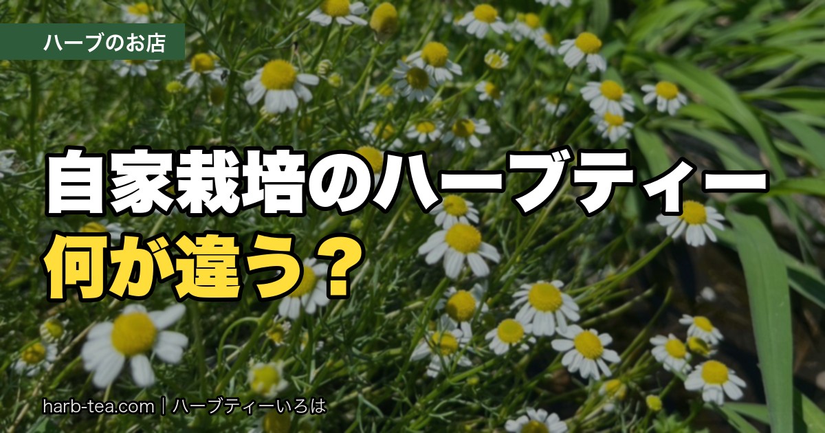 自家栽培ハーブティーは何が違う？長野・美城のハーブ園から