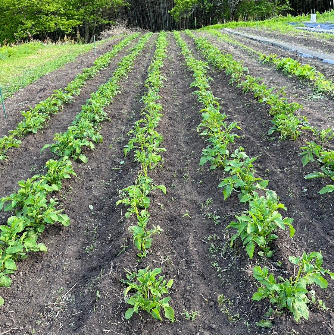 美城のハーブ畑。まっすぐに整えられた畝が続く