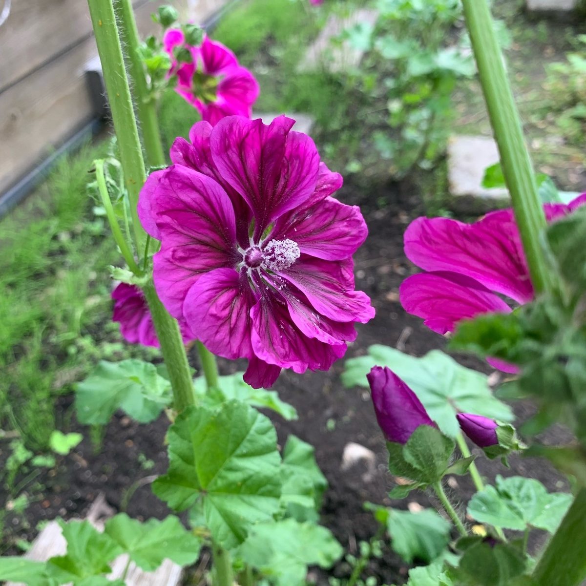 鮮やかな花を咲かせるマロウ
