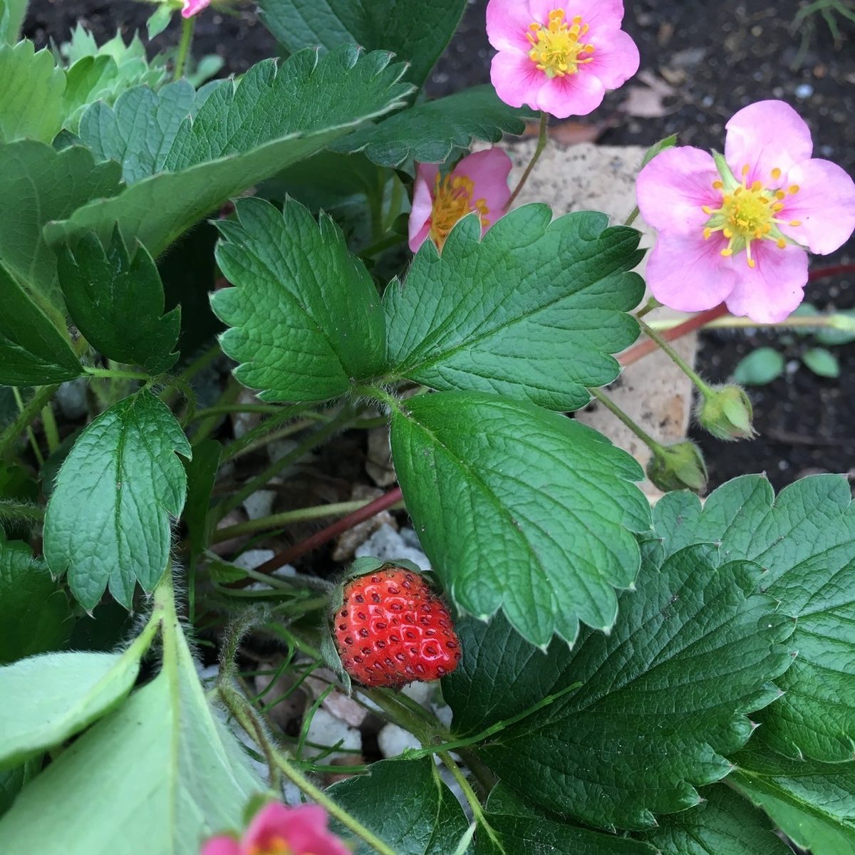 花と実をつけたワイルドストロベリー