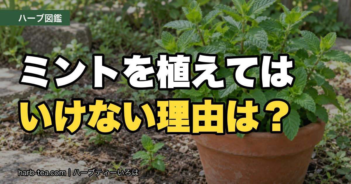 ミント