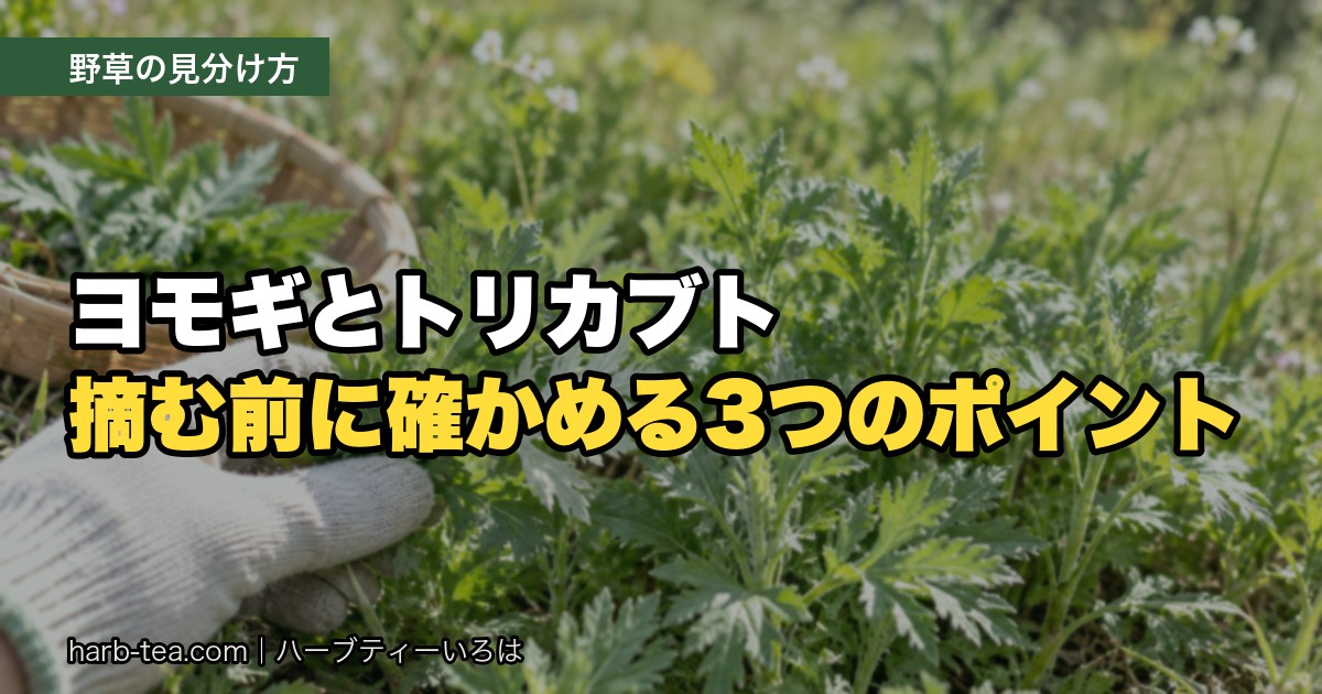 ヨモギとトリカブトの見分け方｜摘む前に確かめたい3つのポイント