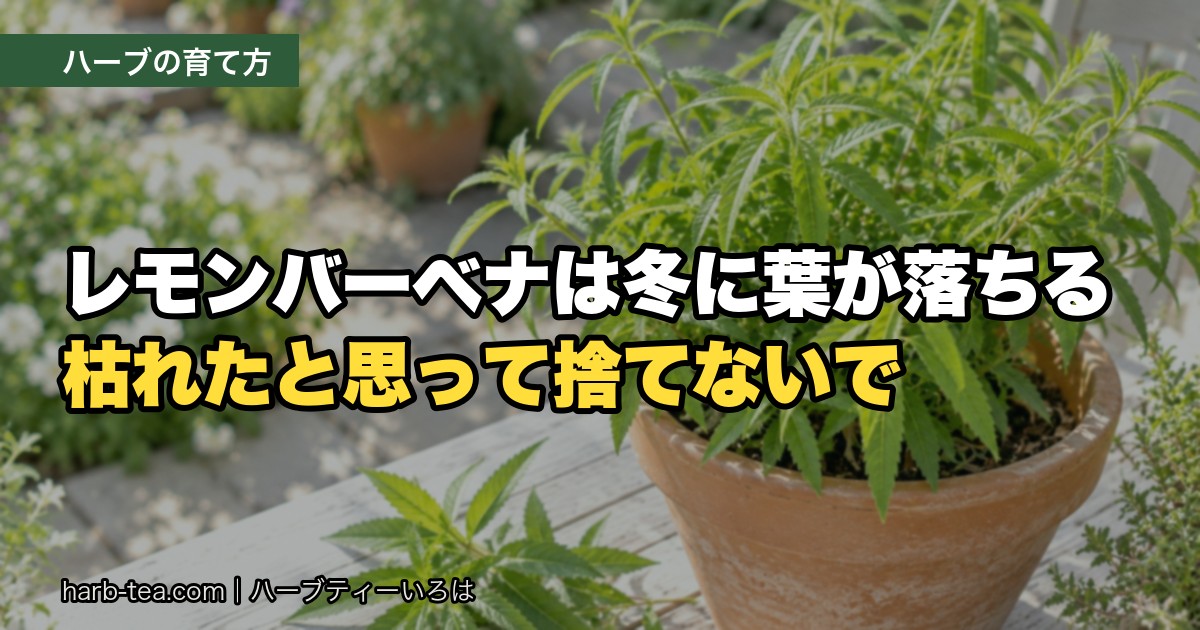 レモンバーベナは冬に葉が落ちる｜枯れたと思って捨てないで。冬越しのしかた