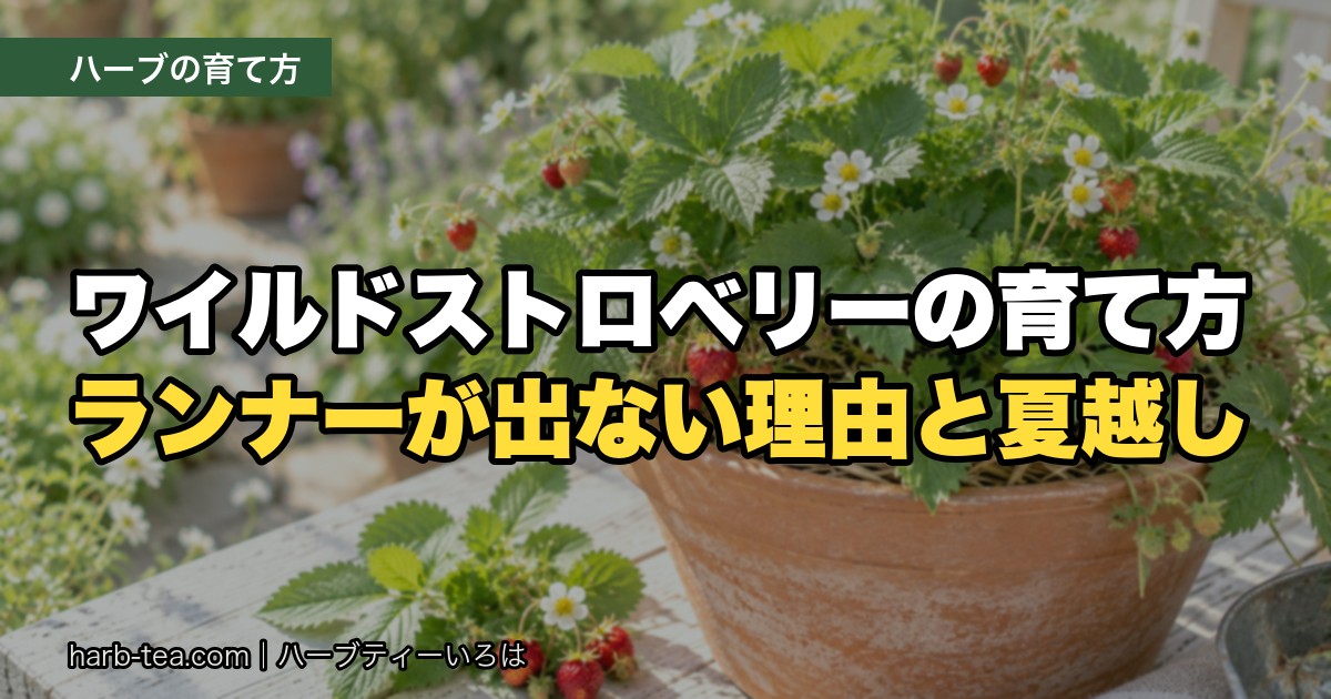 ワイルドストロベリーの育て方｜ランナーが出ないのは品種のせい？夏に枯れる理由も