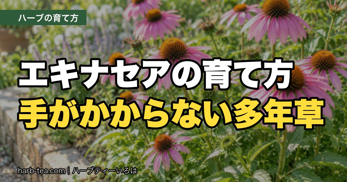 エキナセアの育て方｜手がかからない多年草。気をつけるのは「多湿」だけ