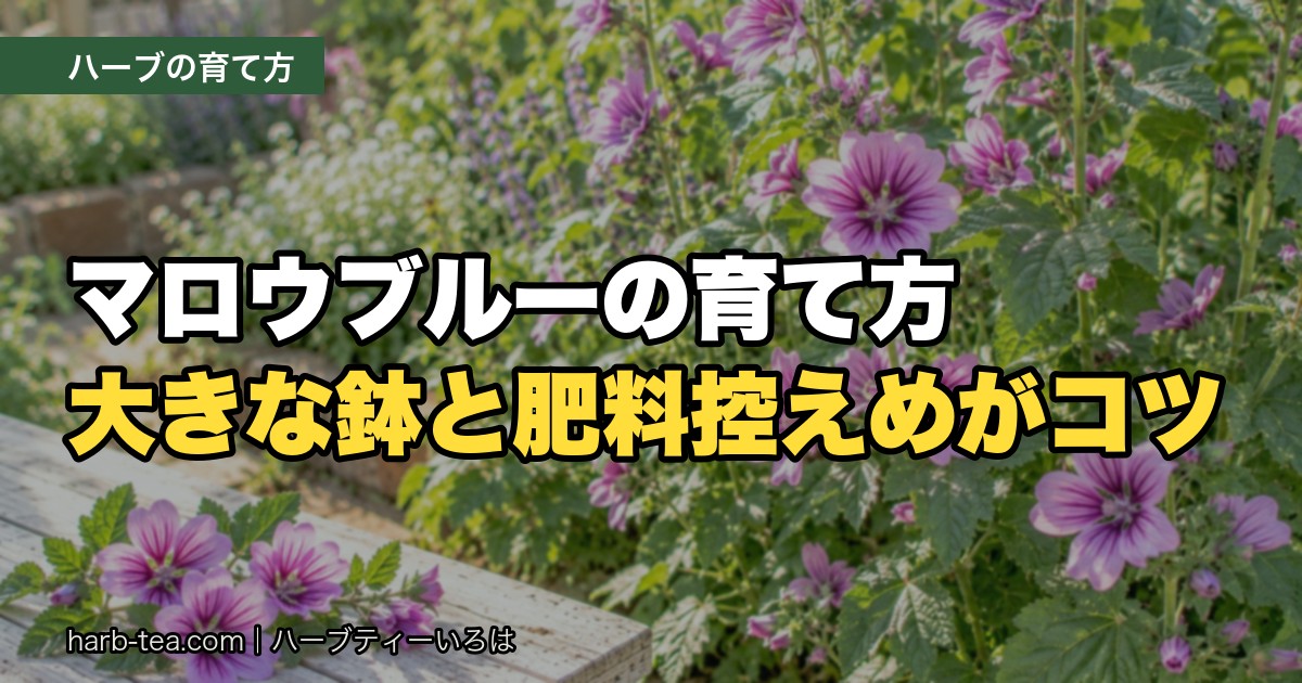 マロウブルーの育て方｜寒さに強い多年草。大きな鉢と「肥料控えめ」がコツ