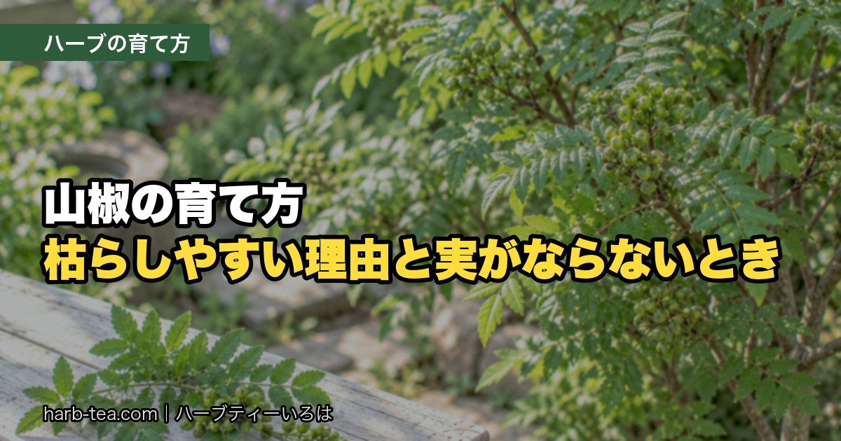 山椒（サンショウ）の育て方｜枯らしやすい理由と、実がならないときに確かめること