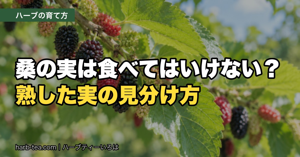 桑の実は食べてはいけない？熟した実の見分け方と、桑の木（マルベリー）の育て方
