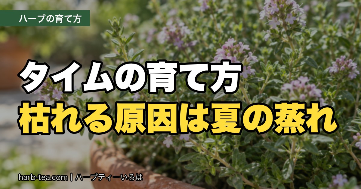 タイムの育て方｜枯れる原因は夏の蒸れ。梅雨前の切り戻しがいちばん大事