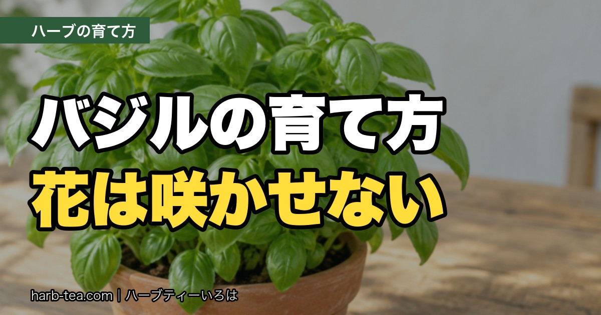 バジルの育て方｜花を咲かせないのがコツ。葉が黒くなる理由と摘心のしかた