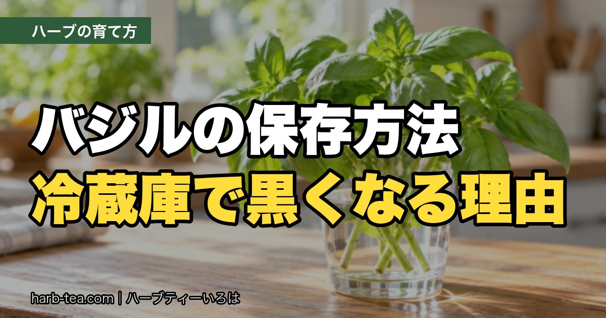 バジルの保存方法｜冷蔵庫で黒くなるのはなぜ？常温・冷蔵・冷凍の使い分け