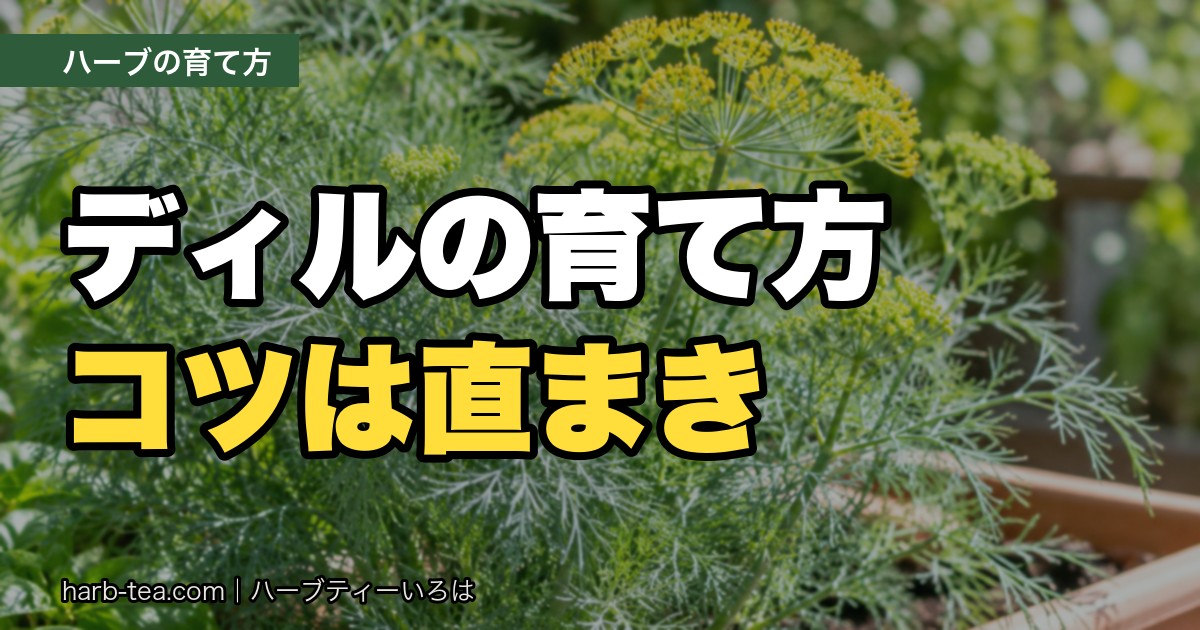 ディルの育て方｜根をいじられるのが苦手なので「直まき」で。秋まきがよく育つ理由