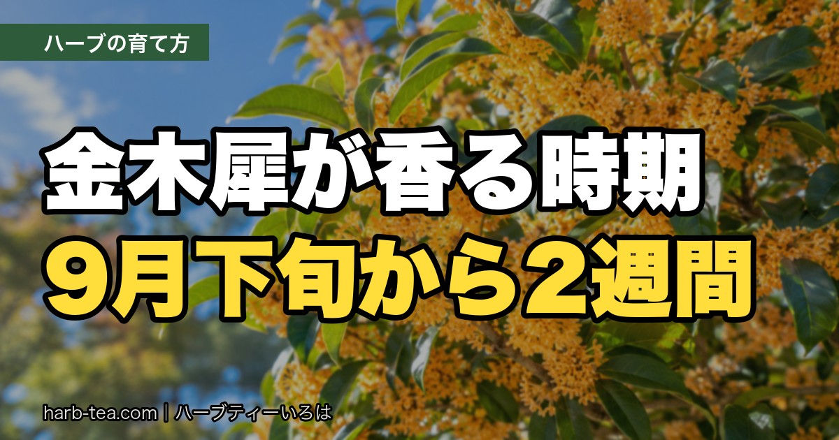 金木犀（キンモクセイ）の時期はいつ？香るのは9月下旬から。二度咲きと、咲かない理由
