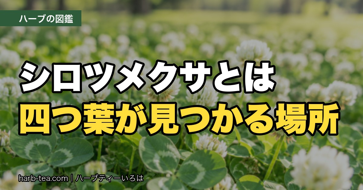 シロツメクサ（白詰草）とは？四つ葉の見つけ方と、アカツメクサとの違い