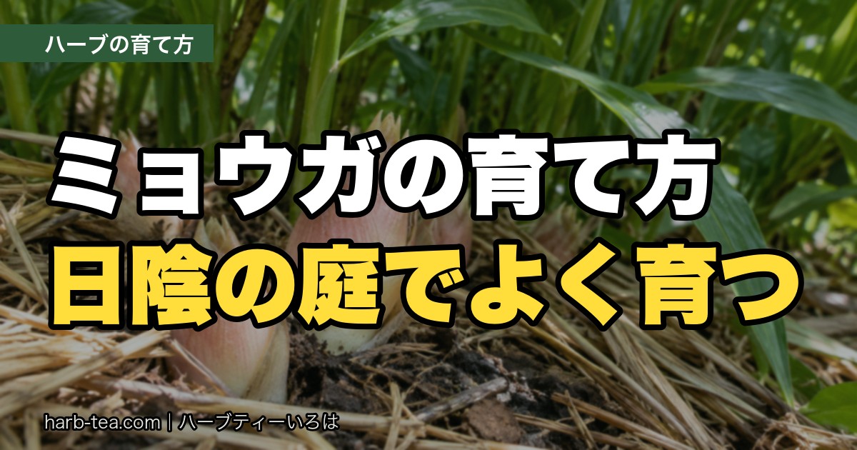 ミョウガの育て方｜日陰でよく育つ和のハーブ。1年目は秋、2年目からは夏にも採れます
