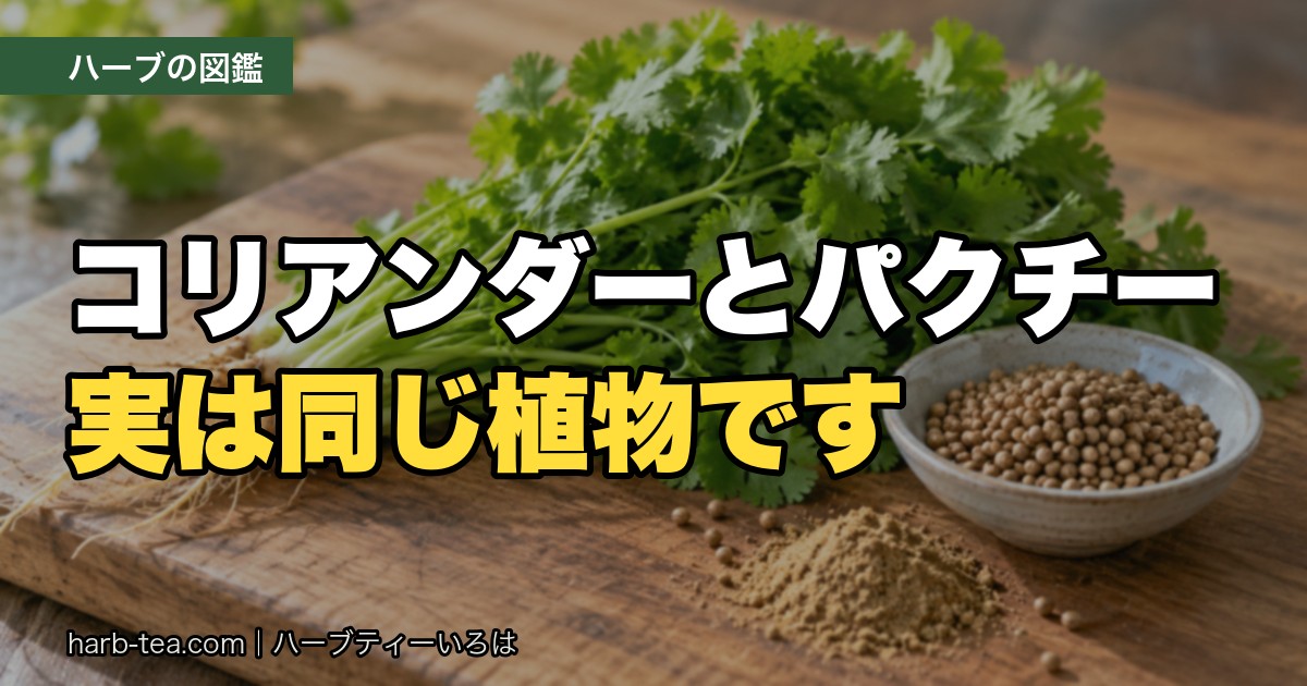 コリアンダーとパクチーは同じ植物？呼び名の違いと、葉・種・根の使い分け