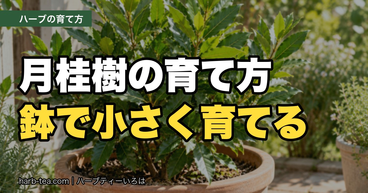 月桂樹（ゲッケイジュ）の育て方｜丈夫な常緑樹。鉢で小さく育てれば、ローリエが一年じゅう採れます