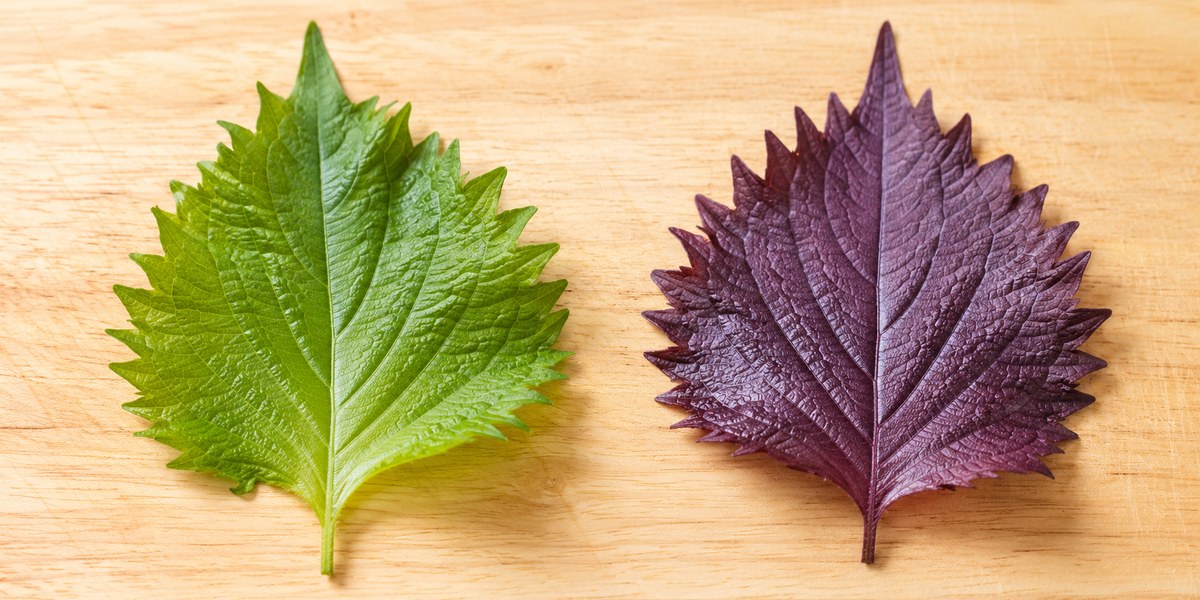 青じそ（左）と赤じそ（右）。同じ植物の色違いの変種