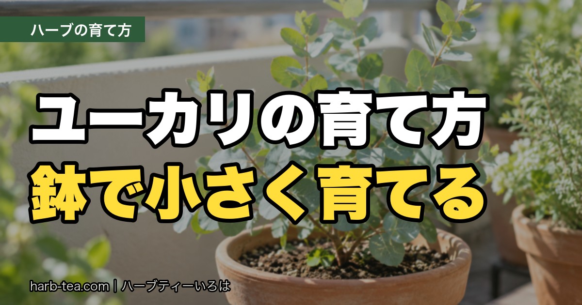 ユーカリの育て方｜成長が早いので鉢で小さく。水切れと過湿、どちらにも気をつけたい木