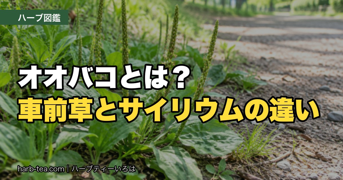 道ばたに生えるオオバコの葉と花茎