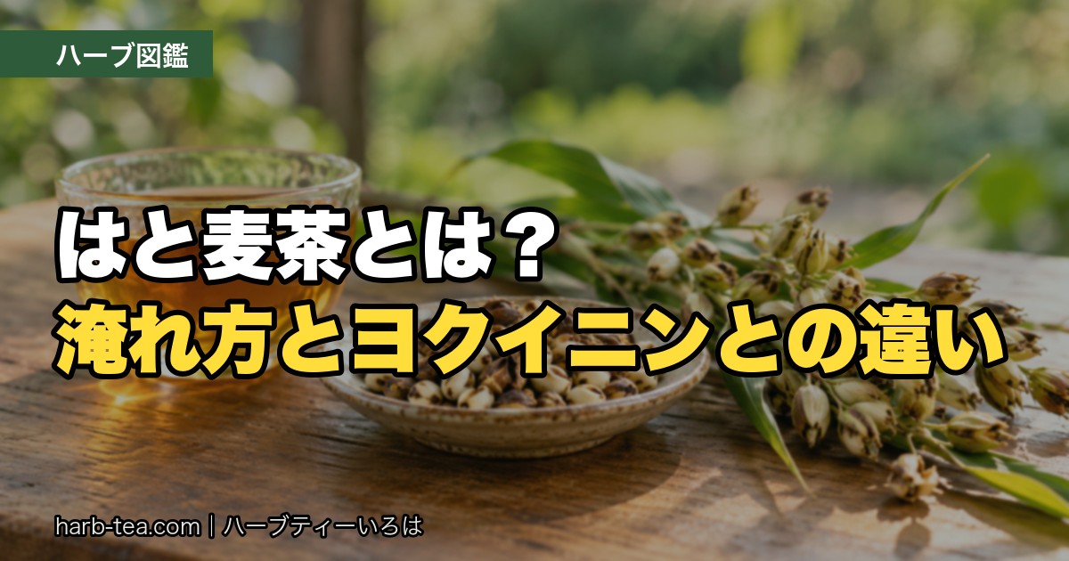 はと麦茶とは？淹れ方とヨクイニンとの違い