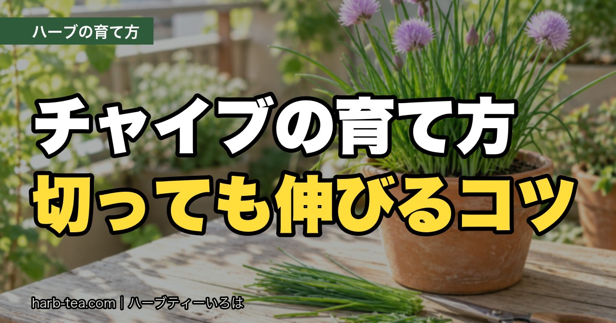 チャイブの育て方 切っても伸びるコツ