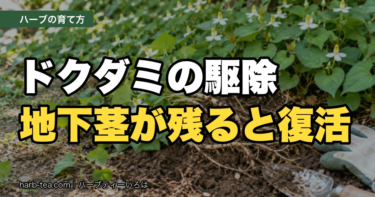 ドクダミの駆除 地下茎が残ると復活