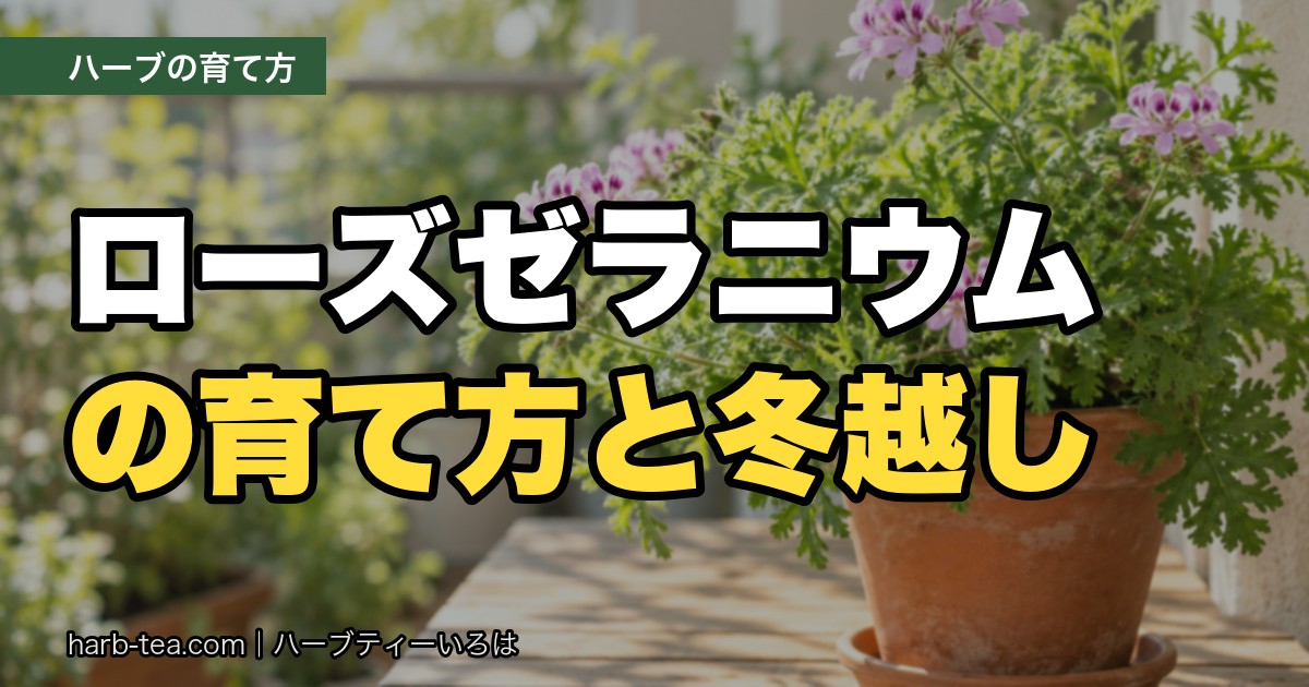 ローズゼラニウムの育て方と冬越し